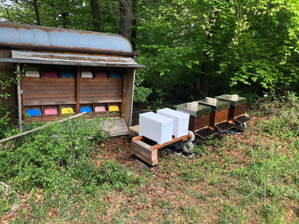 Bienenhaus und Bienenvölker am Waldrand