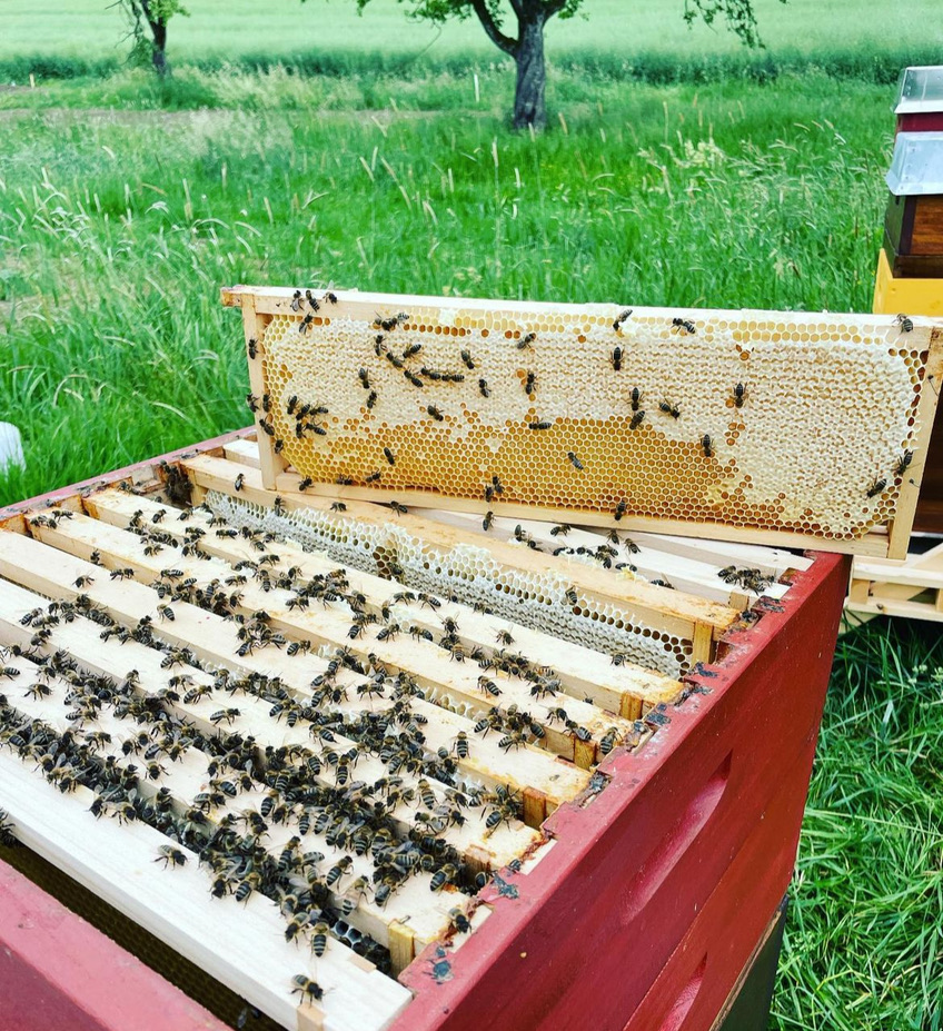 Offenes Bienenvolk mit einer vollen Honigwabe