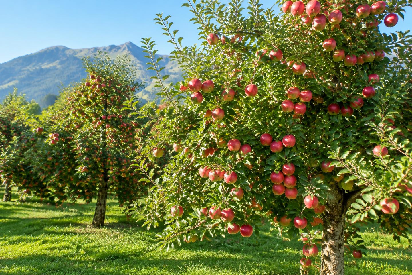 Voll beladene Apfelbäume in einer Streuobstwiese