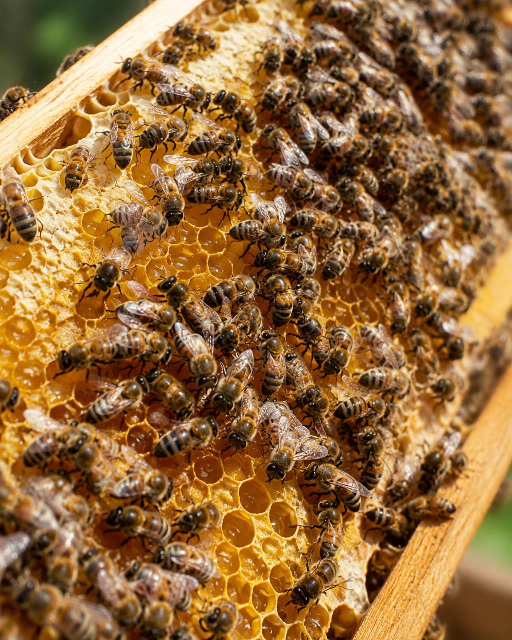 Bienen der Imkerei Blütenstaub auf einer Honigwabe